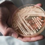 Candida Auris Infection: Symptoms and Prevention fungus-candida-auris