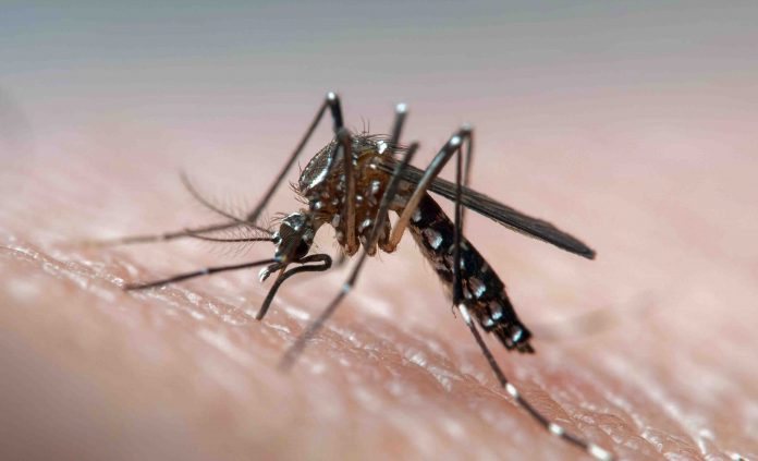dengue-fever-Aedes-aegypti-mosquito