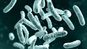 bubonic_plague_symptoms bubonic_plague_symptoms, black death