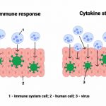 15 Symptoms of Cytokine Storm in Covid-19 Patients cytokine-storm-illustration